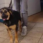 Znaleziono psa, Toruń, 20 kwietnia 2024