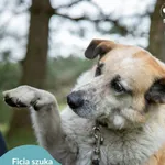 Pies do adopcji, Dąbrówka, 26 kwietnia 2024