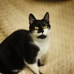 Kot do adopcji, Sosnowiec, 26 kwietnia 2024