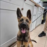 Znaleziono psa, Grudziądz, 28 kwietnia 2024