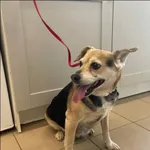 Znaleziono psa, Grudziądz, 28 kwietnia 2024