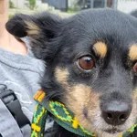 Znaleziono psa, Sosnowiec, 24 kwietnia 2024