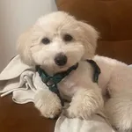 Zaginął pies, Kobylasz, 28 kwietnia 2024