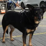 SUCZKA Z INTERWENCJI 29.04.2024