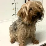 Pies do adopcji, Bytom, 29 kwietnia 2024