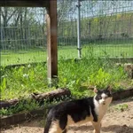 Znaleziono kota, Grudziądz, 22 marca 2024