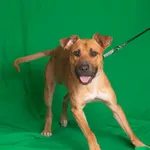 KENT /W PROCESIE ADOPCYJNYM OD 10.08.2024/