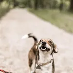 Pies do adopcji, Bytom, 29 kwietnia 2024