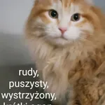 Zaginął kot, Łódź, 28 kwietnia 2024