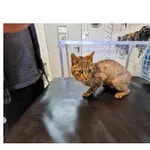 Znaleziono kota, Białystok, 28 kwietnia 2024