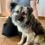 Znaleziono psa- Smogorzów