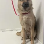 Pies do adopcji, Bytom, 29 kwietnia 2024