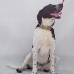 Pies do adopcji, Bytom, 29 kwietnia 2024