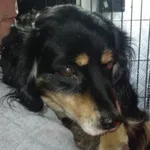 Znaleziono psa, Radom, 28 kwietnia 2024