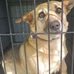 Znaleziono psa, Radom, 28 kwietnia 2024