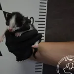 Znaleziono kota, Chełmek, 27 kwietnia 2024