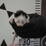 Znaleziono kota, Chełmek, 27 kwietnia 2024