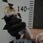 Znaleziono kota, Chełmek, 27 kwietnia 2024