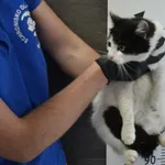 Znaleziono kota, Chełmek, 27 kwietnia 2024