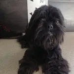 Przyjęty: 2024-04-30 Gmina: Kalwaria Zebrzydowska Płeć: Pies Opis: shih-tzu, czarne