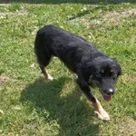 Bytom 616093901902534 mieszaniec czarna podpalana suka 167/2023