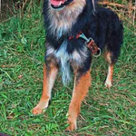 Zaginął pies, Łódź, 30 kwietnia 2024