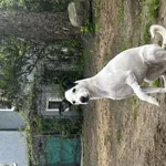 Zaginął pies, Łódź, 2 maja 2024