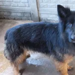 Mak to pies przywieziony w dniu 22.03.2024r z terenu gm. Ryki, duży, stróżujący