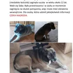 Zaginął pies, Pawłów, 2 maja 2024