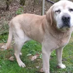 Kilian to pies przywieziony w dniu 04.04.2024r duży, kontaktowy, starszy