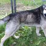 Kejser to pies przywieziony w dniu 05.04.2024r z terenu gm. Ryki, kontaktowy, średni, w typie huski