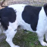 Mrówek to pies przywieziony w dniu 25.03.2024r z terenu gm. Trzebieszów, niewysoki,kontaktowy