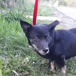 GW/204/11/24 Cykoria  data przyjęcia - 30.04.2024