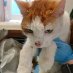 KOT Z INTERWENCJI DNIA 02.05.2024