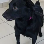 PIES Z INTERWENCJI POLICJI DNIA 01.05.2024