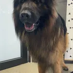 Znaleziono psa, Chełmek, 4 maja 2024