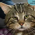 Pies do adopcji, Dąbrówka, 4 maja 2024