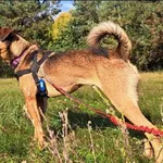 Znaleziono psa, Grudziądz, 8 sierpnia 2021