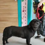 Pies do adopcji, Kielce, 4 maja 2024