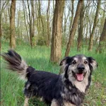 Znaleziono psa, Grudziądz, 30 września 2020