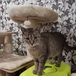 Zaginął kot, Łódź, 5 maja 2024