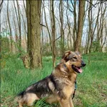 Znaleziono psa, Grudziądz, 29 października 2021