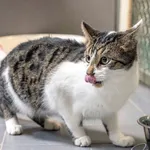 Kot do adopcji, Sopot, 4 maja 2024