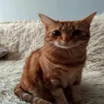 Zaginął kot, Łódź, 5 maja 2024