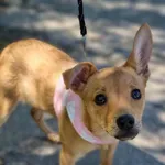 Pies do adopcji, Żywiec, 5 maja 2024