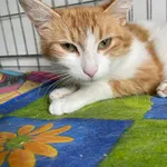 Kot do adopcji, Kielce, 6 maja 2024