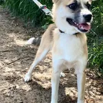 Znaleziono psa, Henrykowo, 12 kwietnia 2024