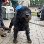 Nr: 153/2024 - Pies z Świebodzice Miasto