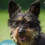 Leksio
