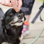 Budrys 182/2024 REZERWACJA